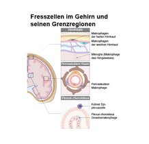 Fresszellen im Gehirn und seinen Grenzregionen 