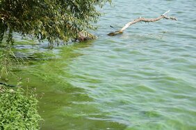 Blaualgenblüte in einem See.  