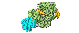Das XPD-Protein ist in Grün, der akzessorische Faktor p44 in Cyan und die beschädigte DNA in Orange dargestellt.