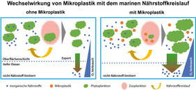 Die Aufnahme von Mikroplastik durch das Zooplankton verringert den Fraßdruck und ermöglicht mehr Algenwachstum.