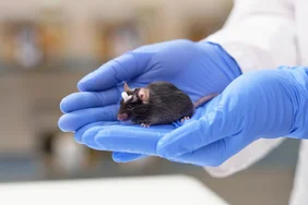 Wissenschaftler hält Maus in den Händen