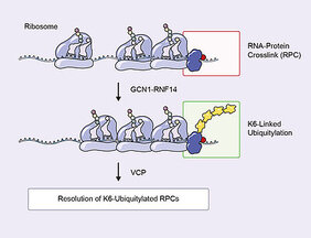 Abbau von RNA-Protein-Crosslinks, die durch toxische Aldehyde verursacht wurden