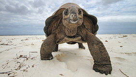  Aldabra-Riesenschildkröte