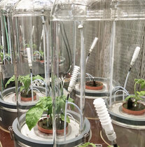 Pflanzen unter Glasglocken bei denen Duftstoffe gemessen werden