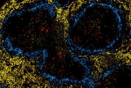 Gesunde (rot) und erschöpfte (grün) T-Zellen in der Milz einer chronisch infizierten Maus