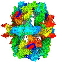 Die Abbildung zeigt die Struktur der Fettsäure-Synthase von Hefepilzen 