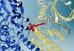 3D Grafik Leishmanien halten Infektionen nur mithilfe des Proteins TKUL aufrecht, das eine Kinase- (gelb) und eine Ubiquitin-Ligase-Domäne (blau) besitzt. 