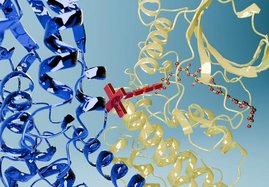 3D Grafik Leishmanien halten Infektionen nur mithilfe des Proteins TKUL aufrecht, das eine Kinase- (gelb) und eine Ubiquitin-Ligase-Domäne (blau) besitzt. 