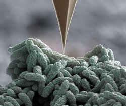 Pseudomonas-Bakterien wehren sich mit Nano-Harpunen, wenn man sie mit einer spitzen «Nadel» piekst. 
