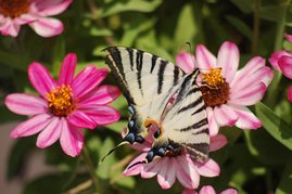 Der Segelfalter (Iphiclides podalirius) gehört zu den wärmeliebenden Schmetterlingsarten, die sich durch den Klimawandel zunehmend weiter ausbreiten. Der Segelfalter (Iphiclides podalirius)