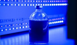 Flüssigkultur des photosynthetischen Bakteriums Rhodobacter capsulatus.