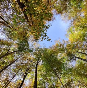 Baumkronen im Wald bei Ebergötzen