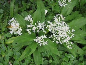 Bärlauch (Allium ursinum)