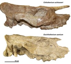 Schädel der hornlosen Nashorn-Arten