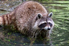 Waschbär im See