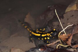 Fressverhalten früher Landwirbeltiere Salamander