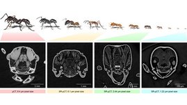 Beispielbilder von Ameisenarbeiterinnen verschiedener Größe in unterschiedlichen Vergrößerungen: 3D-Modelle (oben) sowie Schnittbilder der Köpfe von vier Ameisen (unten). 