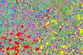 Die Abbildung zeigt die räumliche Position, die Art (Farbe) und die Größe einzelner Bäume eines 500 m × 1000 m großen Untersuchungsplots auf Barro Colorado Island (Panama), der in der Studie untersucht wurde.