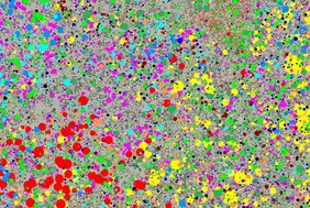 Die Abbildung zeigt die räumliche Position, die Art (Farbe) und die Größe einzelner Bäume eines 500 m × 1000 m großen Untersuchungsplots auf Barro Colorado Island (Panama), der in der Studie untersucht wurde.