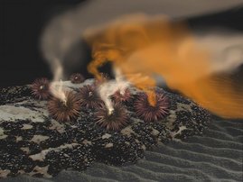 Die künstlerische Abbildung zeigt Seeigel der Art Arbacia punctulata, die Spermien (weiße Wolke) und Eier (orangefarbene Wolke) ins Wasser abgeben. 