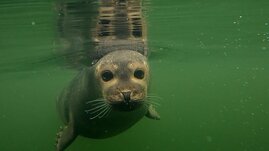 Ein neugieriger Seehund wartet im Marine Science Center der Universität Rostock auf sein Experiment (Foto: Nina Wengst). 