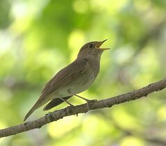 Sprosser (Luscinia luscinia) 