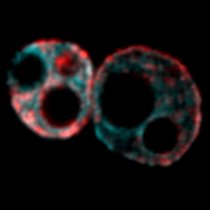 Zellen mit DNA