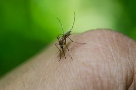 Eine Mücke sticht in die Haut