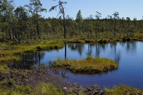 Moorlandschaft