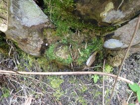 Moos und Geröll sammeln sich in den Achseln der abgeschnittenen Palmwedel und bilden Taschen mit Erde, in denen viele Bodenorganismen leben.