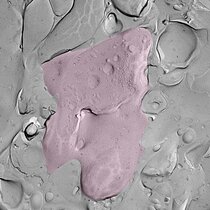 Freeze-Fracture eines Moosfaser-Endes