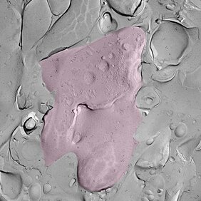 Freeze-Fracture eines Moosfaser-Endes