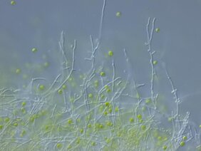 Die Mikroskopaufnahme zeigt die Grünalge Chlamydomonas reinhardtii (grün) und den Pilz Aspergillus nidulans (fadenförmig).