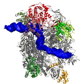 Struktur der Pockenvirus-Polymerase