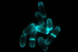 Modellorganismus Corynebacterium glutamicum