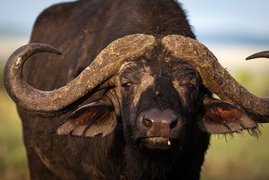 Afrikanischer Büffel (Syncerus caffer) in Tansania 