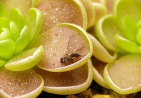Insektenfalle und Wasserspeicher - die sukkulenten Blätter von Pinguicula esseriana aus Mexiko.