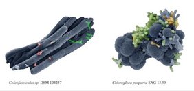 Elektronenmikroskopische Aufnahmen von nicht-axenischen Kulturen zweier Cyanobakterien (Coleofasciculus, Chlorogloea). Die verschiedenen Begleitbakterien sind farblich hervorgehoben Elektronenmikroskopische Aufnahmen von nicht-axenischen Kulturen zweier Cyanobakterien (Coleofasciculus, Chlorogloea).