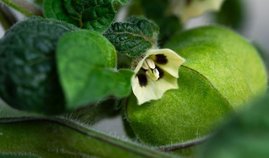 In der Erdkirsche (Physalis grisea) konnten die Forschenden einen Gencluster identifizieren. Erdkirsche (Physalis grisea)