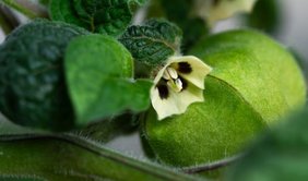 Erdkirsche (Physalis grisea)
