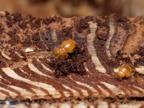 Borkenkäfer Ips typographus 