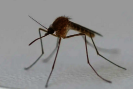 Die Gemeine Stechmücke (Culex pipiens)