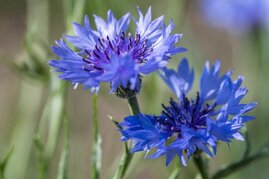 Kornblume oekologische Schieflage