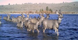 Tierwanderungen Sozialer faktor