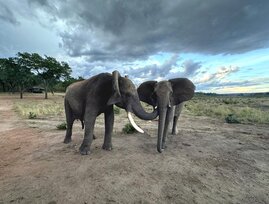 Doma (Männchen) und Kariba (Weibchen) begrüßen sich. Doma berührt Karibas Schläfendrüse, während er mit den Ohren wackelt, und Kariba hält ihre Ohren gespreizt. 