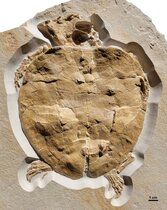 Schildkrötenfossil von Solnhofia parsonsi
