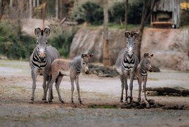 Die vom Aussterben bedrohten Grevyzebras (Equus grevyi) Das vom Aussterben bedrohte Grevyzebra (Equus grevyi)