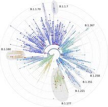 SARS-CoV-2-Mutationsbaum der untersuchten Proben