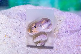 3D-gedruckte Schneckenhaus-Hälften ermöglichten es, in das Zuhause von Schneckenbuntbarschen zu blicken und das Verhalten der Mutter und ihrer Jungen während der Brutpflege zu beobachten