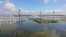 Aufbau des Experiments in den Salzmarschen des Wattenmeeres an der deutschen Nordseeküste.